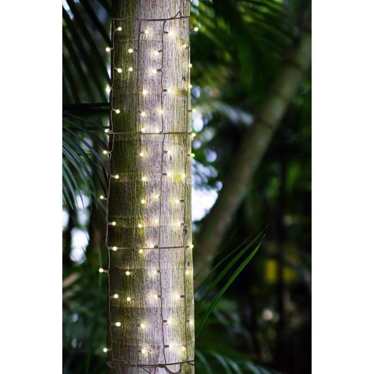 Celebrations Platinum LED Mini Warm White 100 Ct Net Christmas Lights 6 Ft. 5 Celebrations Platinum LED Mini Warm White 100 Ct Net Christmas Lights 6 Ft. - Image 3